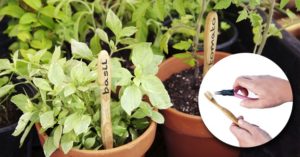 Remove the bristles from a bamboo toothbrush and use it as a seedling 