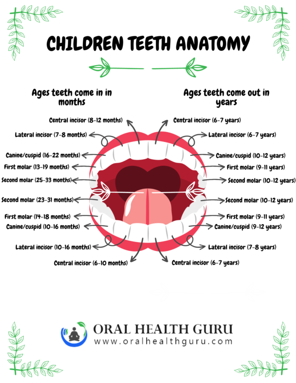 Children Teeth Anatomy! In a Leaf Border!